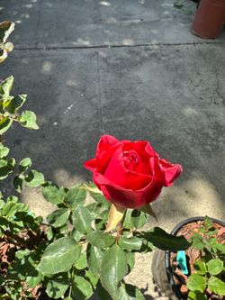‘Kardinal’ Scarlet-Red Rose plant