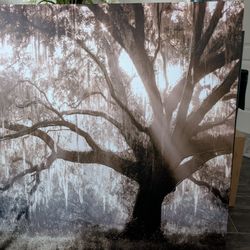 Large Live Oak Picture