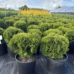 Thuja ‘Danica Globe ‘