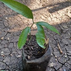 mango tree 