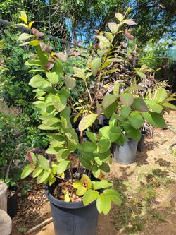 Red Allahabad Idian Guava In A 15 Gallon Pot