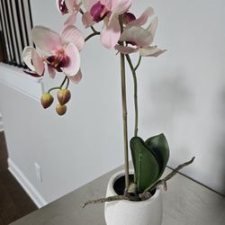 Zgallerie Phalaenopsis Orchid Plant in Ceramic Pot