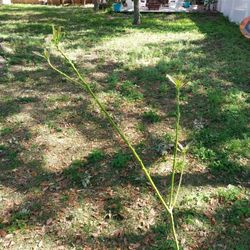 Avocado Tree With All New Growth