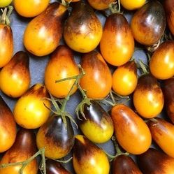 Extremely Rare Organic Indigo Pear Drops Tomato Plants! 2025 SEASON EARLY RELEASE! 