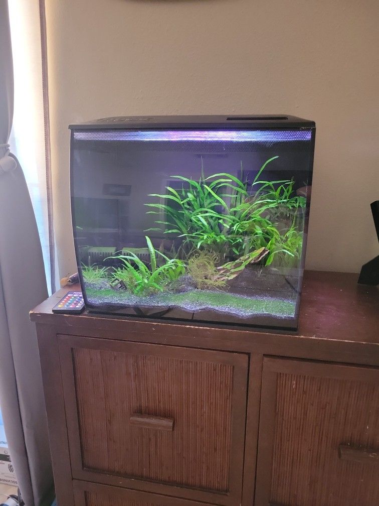 Established Freshwater Tank 9gal