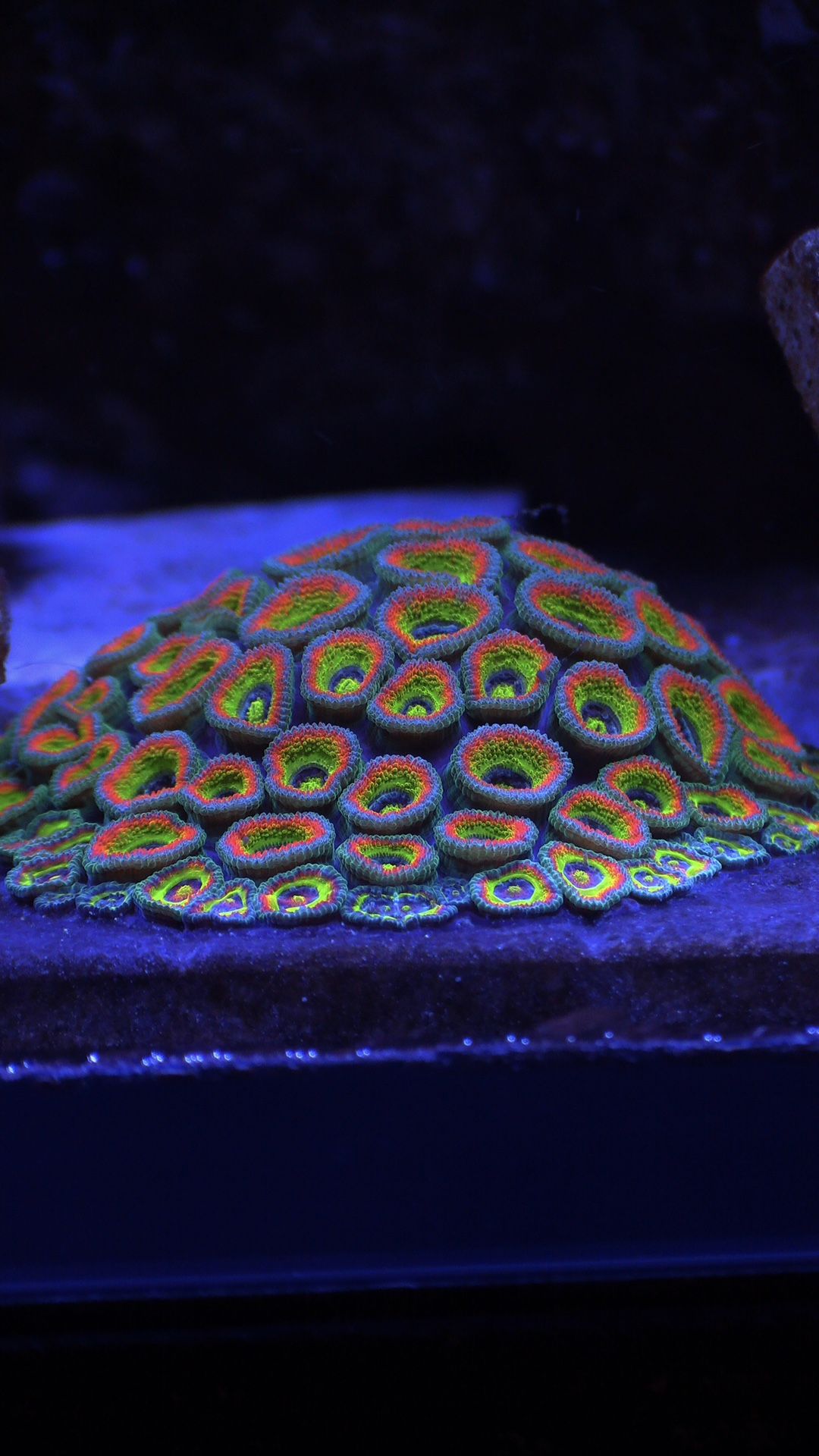 Holy Grail Micromussa Acan Fake Coral Decoration