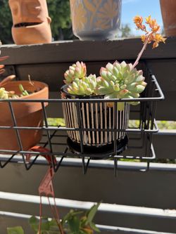 Succulents