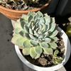 Insta @sams_plantsndiy