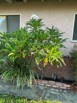 Plumeria tree