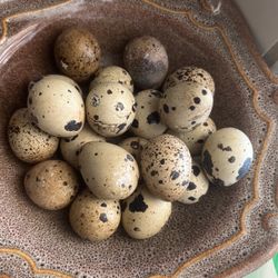 Quail Eggs For Sale 