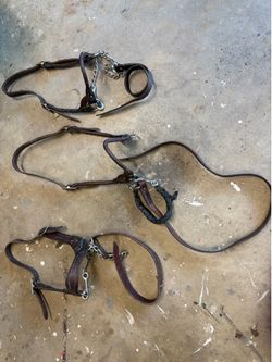 Cattle Show halters