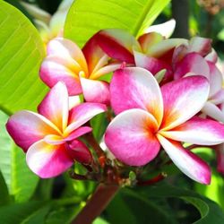 Rooted Plumeria Plants