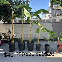 Banana Tree / Arboles De Platano **See Photo for Pricing**