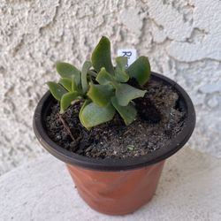 3 Inch Pot Succulent Plant - Crassula Undulata Ruffles Ripple Jade - Rooted & Established - Drought Resistant - 🪴 