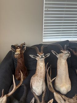 Taxidermy Mounts