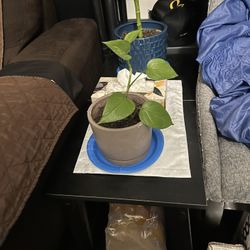 Plants Vary Nice And Healthy 