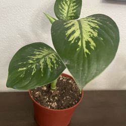 HERMOSAS PLANTAS NATURALES “DUMBCANE PLANT 