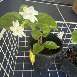 Fragrant Arebian Jasmin 5$