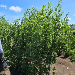 Green Bottomwood Tall Full Green  Fertilized  Ready For Planting Instant Privacy Hedge  Same Day Transportation 