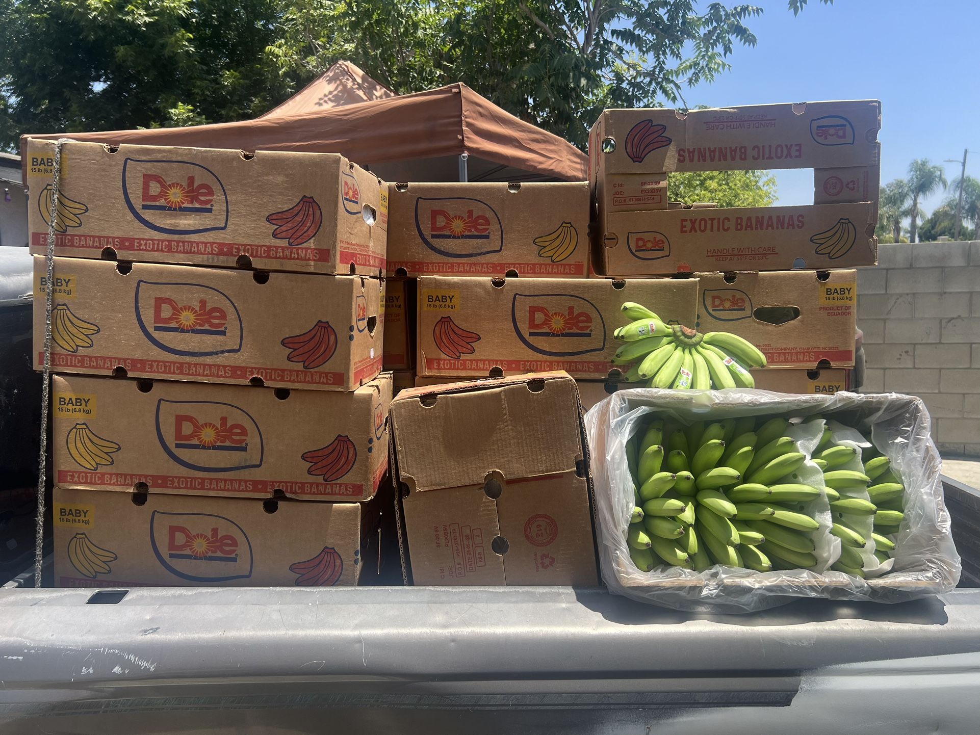 Baby Bananas
