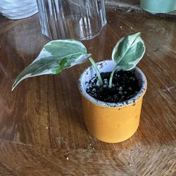 Njoy Pothos in Small Pot