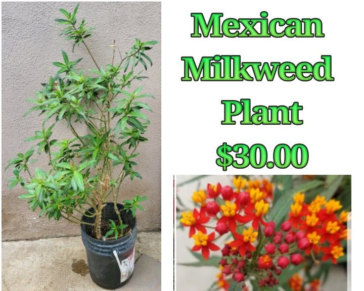 Mexican Milkweed Plant