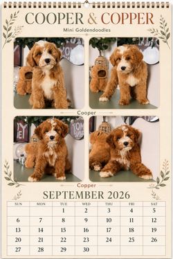 Mini Goldendoodle Puppies Styled Calendar Poster