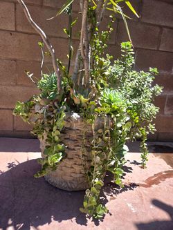 5 feet Palma with suculent Plants mix