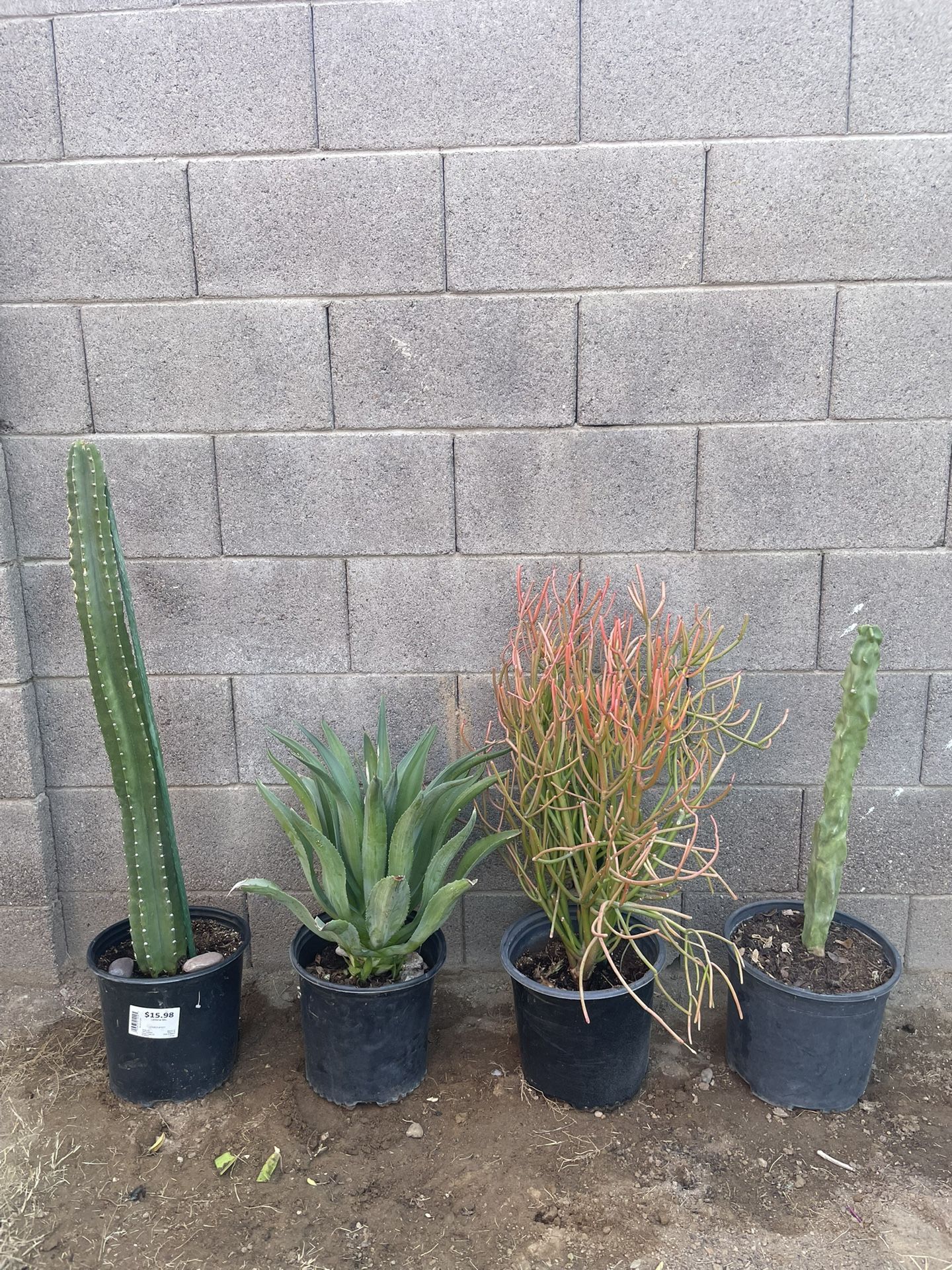 Plant 