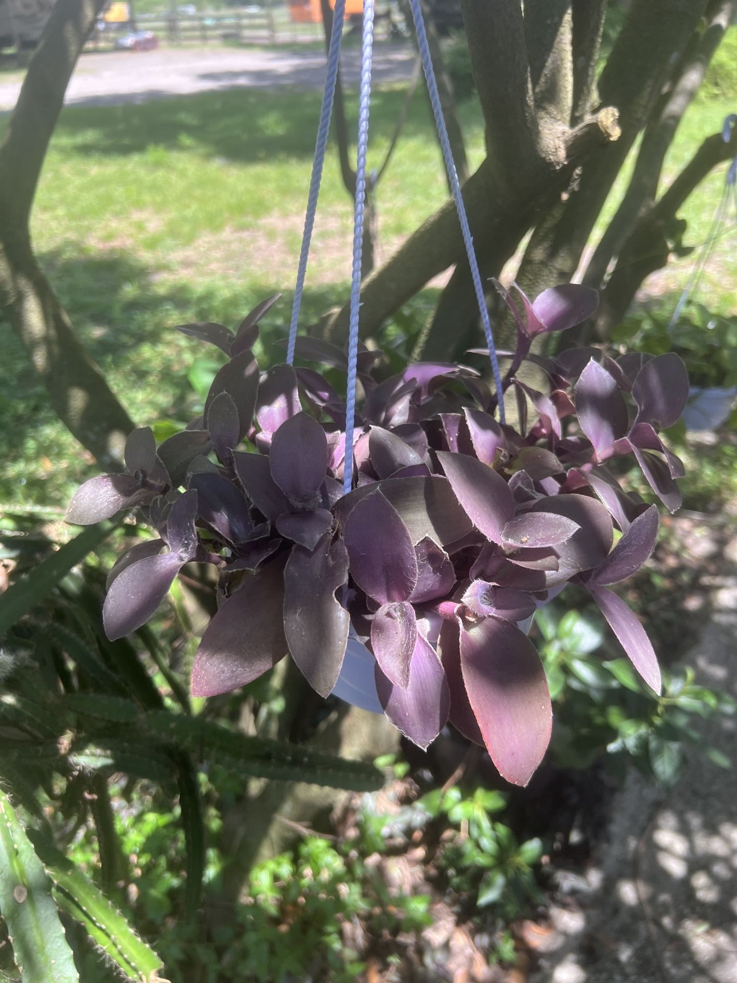 Transcendia /Fuzzy Baby Bunny Bellies