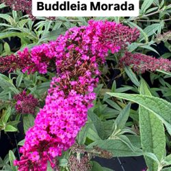 💜 Buddleia Purple (Butterfly Bush)