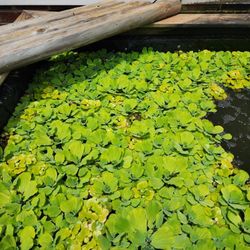 Pond Plants Water Lettuce  Hyacinth 