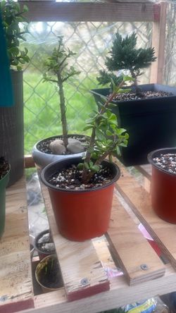 Portulacaria afra Pre Bonsai