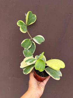 4” variegated hoya kerrii