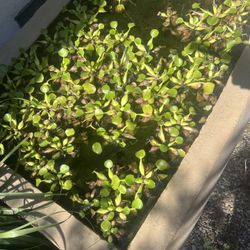 Water Lettuce Plant