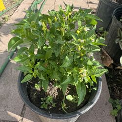 Dwarf Hot Chilli Bearing Fruits