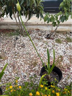 7 gallon big Lily Plant with new flower