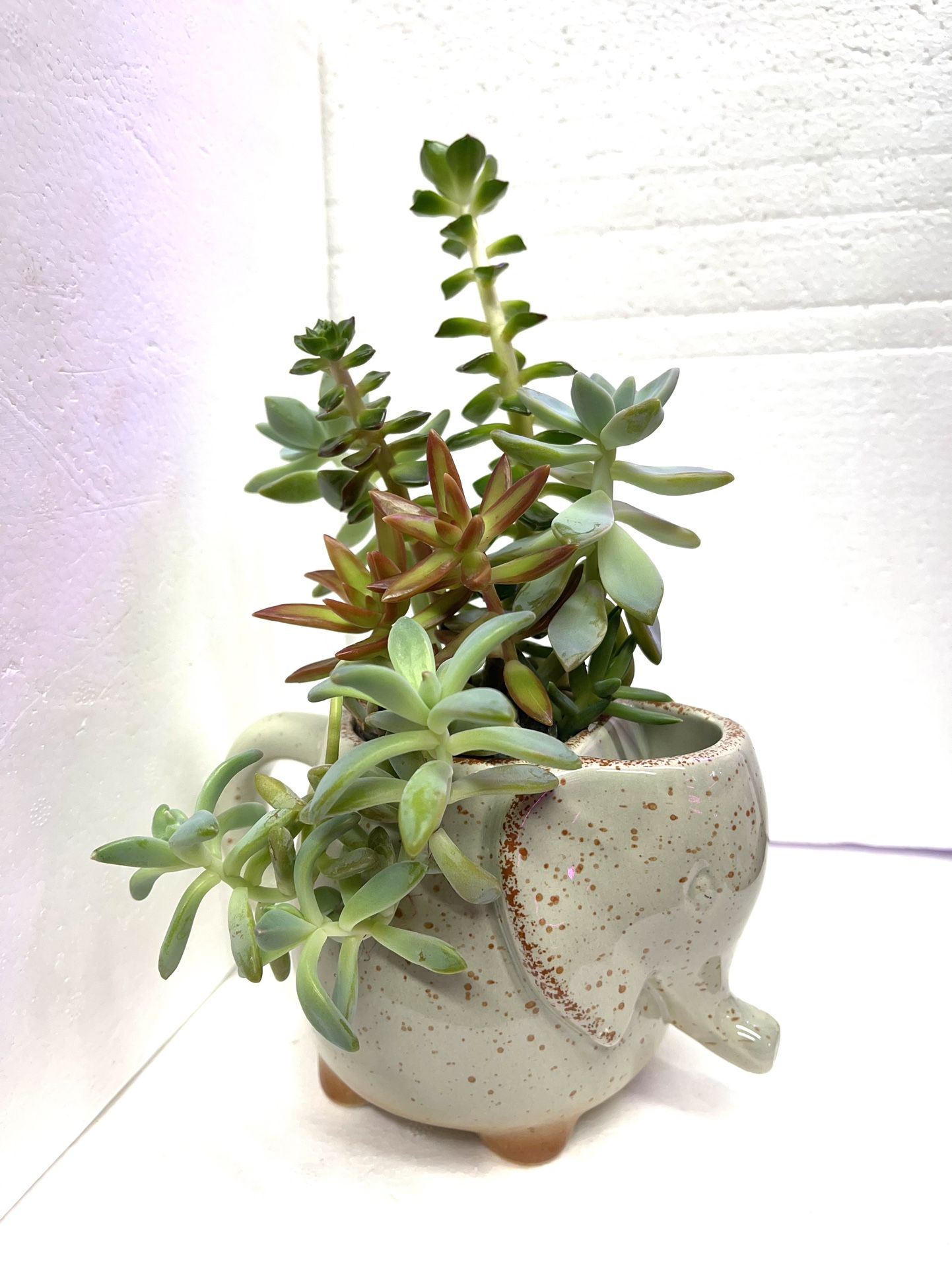 🎄🎁Cute succulents Arrangement In Elephant Pot 4"H.