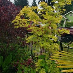 Beautiful Coral Bark Maple 🍁 
