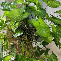 Indoor plant Syngonium podophyllum $30
