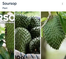 Big soursop / Guanabana trees