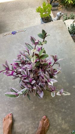 Tradescantia zebrina  (purple) pot