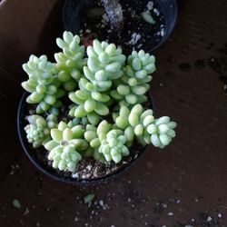 4" Donkeys Tail 