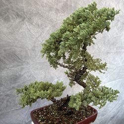 Bonsai Juniper 