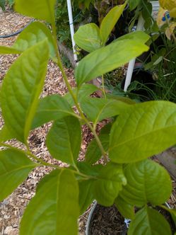The Tree Organic Persimmon. Price negotiable.