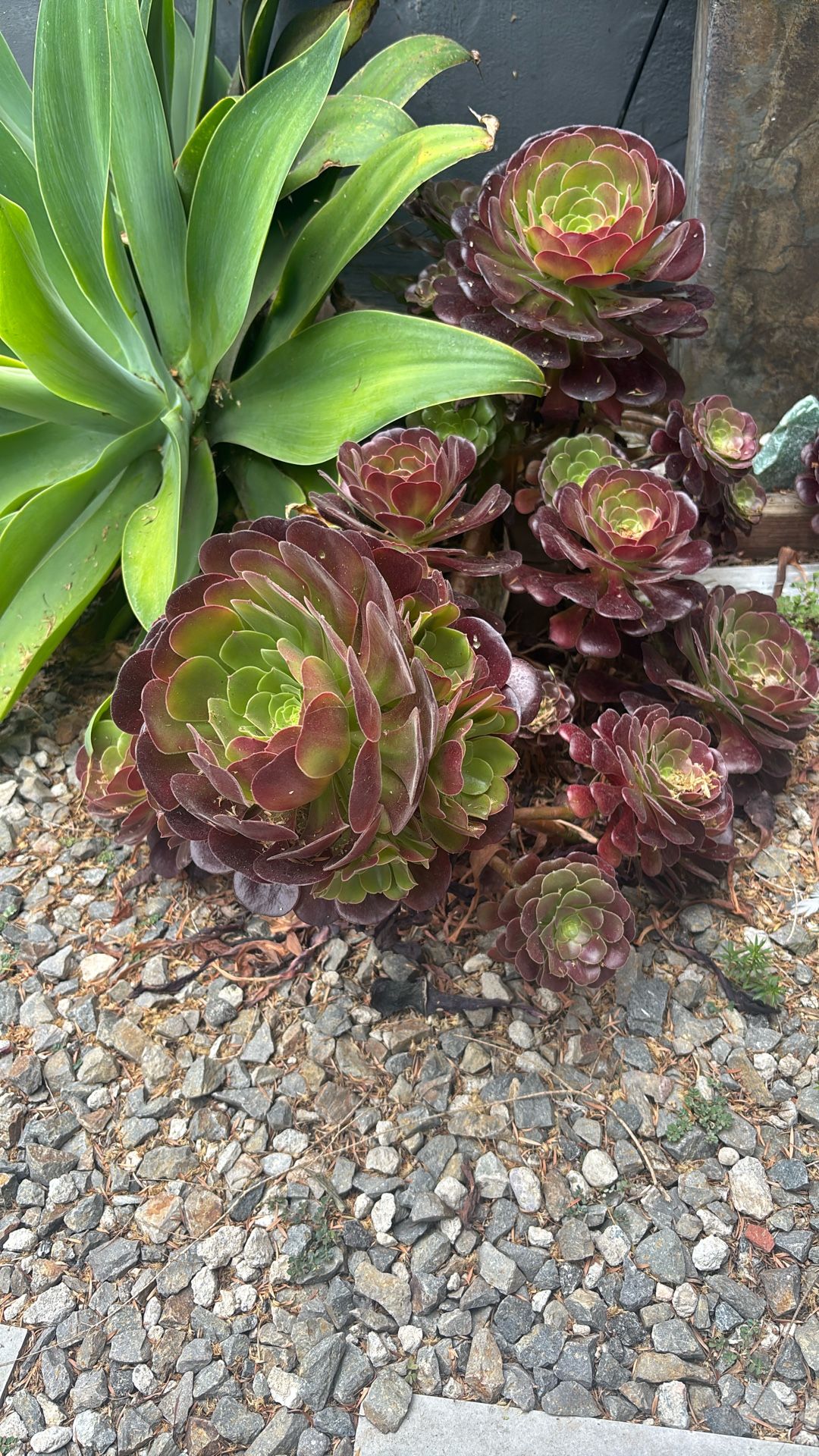 Succulents