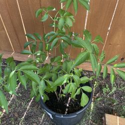 Elderberry Shrub / Tree