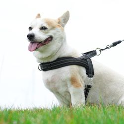 Reflective Mesh Pet Harness: Secure, Comfy & Stylish Colors