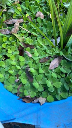 Water Lettuce Live Aquatic Pond Plants