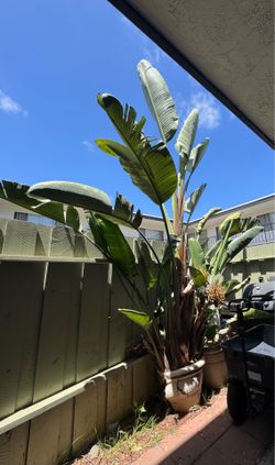 Birds of Paradise Plant